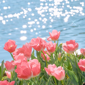 人与猪交配视频
