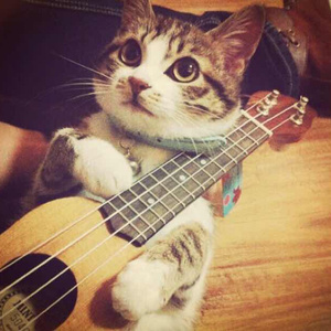 人与猪交配视频
